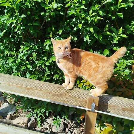Le Paon De Bois Avec Bain Nordique Saint-Mards-en-Othe